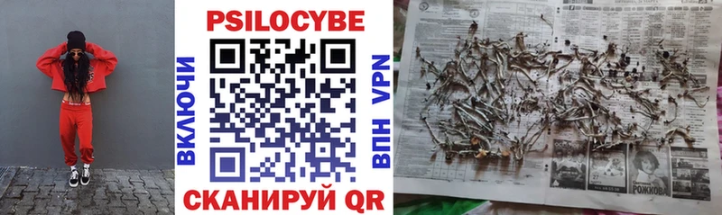 купить закладку  omg ССЫЛКА  Псилоцибиновые грибы Psilocybe  Чекалин 